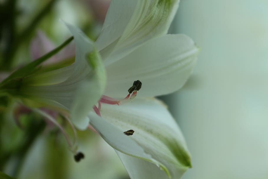 macro, flower, bouquet, spring flower, stamens, nature, petals HD wallpaper