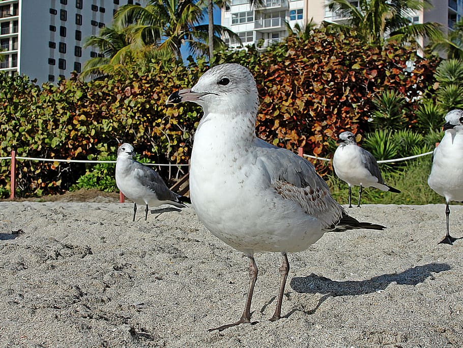 seagull, seabirds, beach, vertebrate, animal, animal themes HD wallpaper