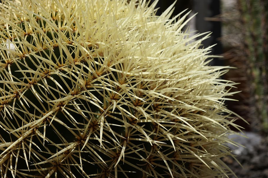 cactus, spikes, needles, stabbing, ciepłolubne plants, desert, HD wallpaper