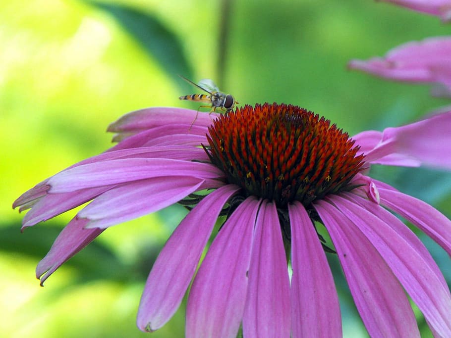 Echinacea, Insects, Opeľ, Pollination, flower, fragility, eastern purple coneflower HD wallpaper