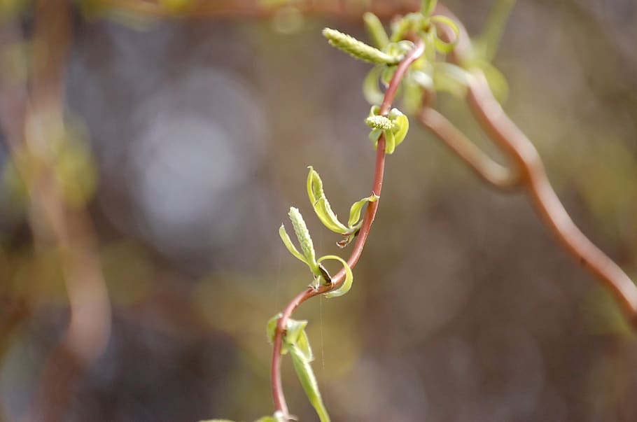leaf, plant, nature, garden, corkscrew willow, spring, bud HD wallpaper