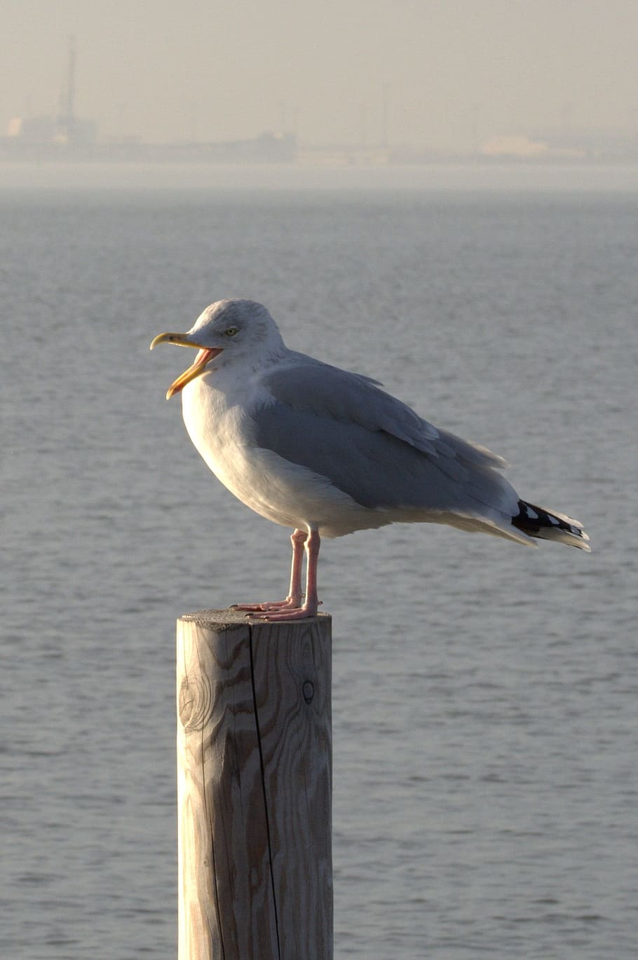 Herring Gull, Seagull, Larus, Bird, laridae, north sea, seevogel HD wallpaper