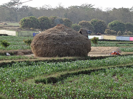 haystack, residue, crop, straw, agriculture, field, farming HD wallpaper