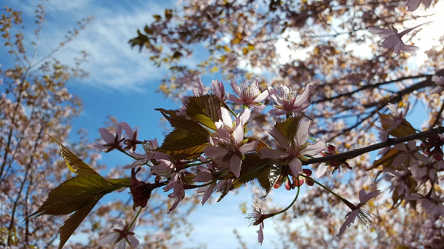 Cherry Blossom, Cherry Blossoms, cherry tree, flowering tree HD wallpaper