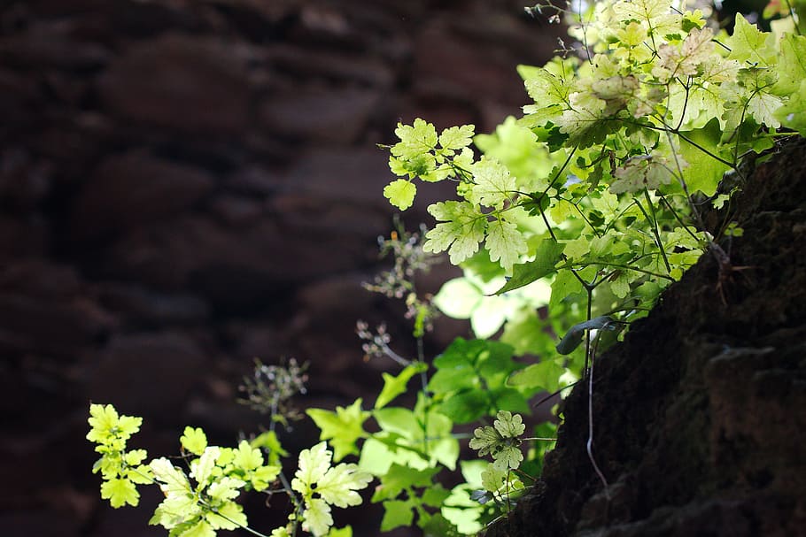 nature, plant, leaf, flower, growth, tree, agriculture, garden HD wallpaper