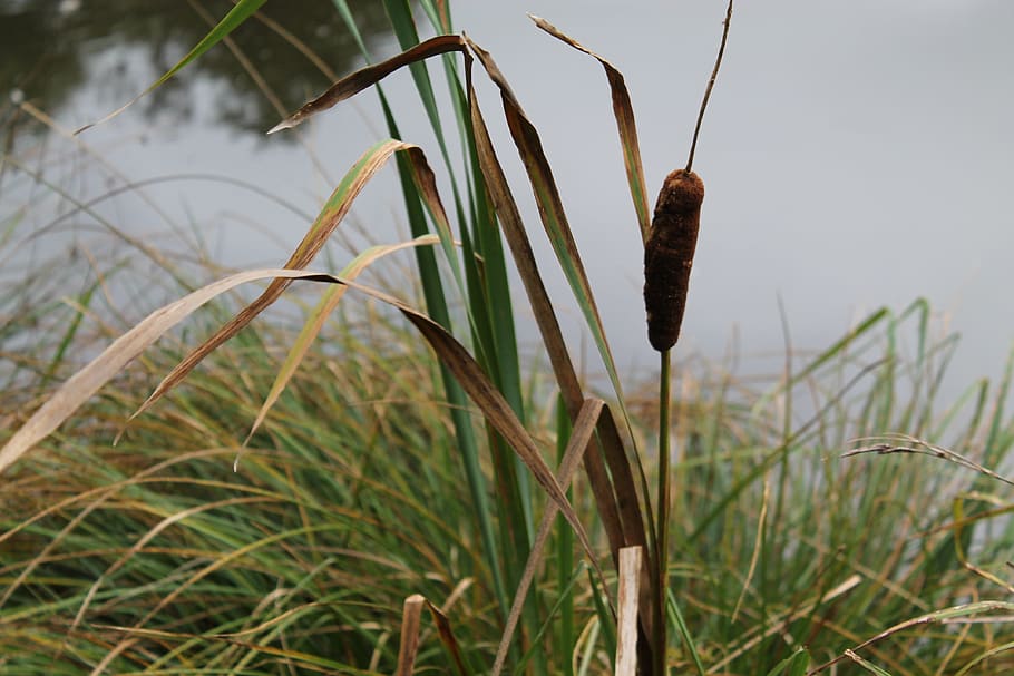 reed, biotope, nature, aquatic plant, nature reserve, grass