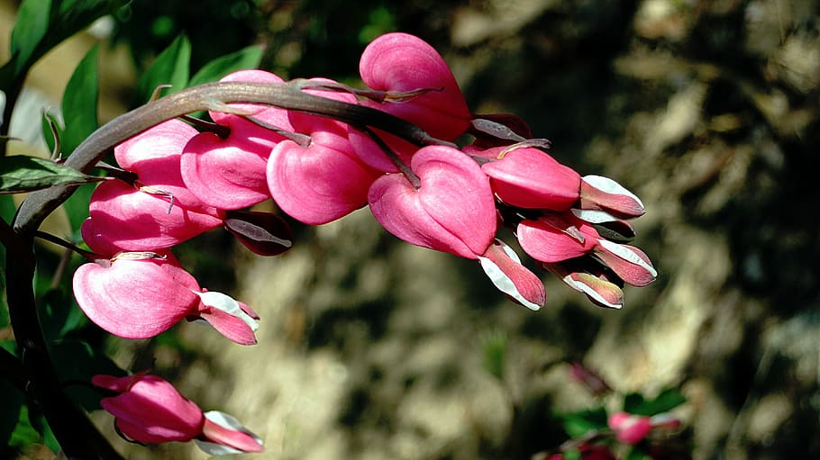 nature, bleeding heart, incomplete, flower, flowering plant HD wallpaper