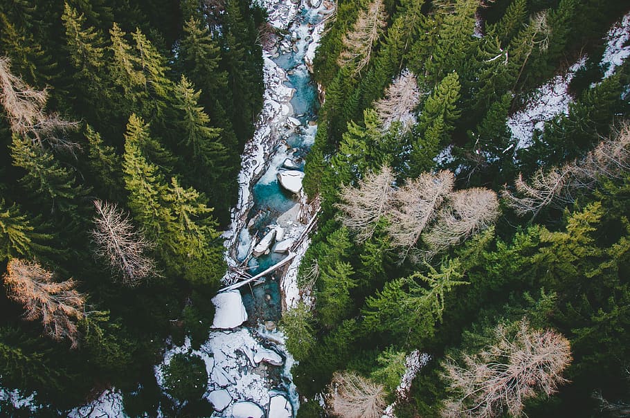 green pine trees in aerial photography, aerial photography of forest and river at daytime HD wallpaper