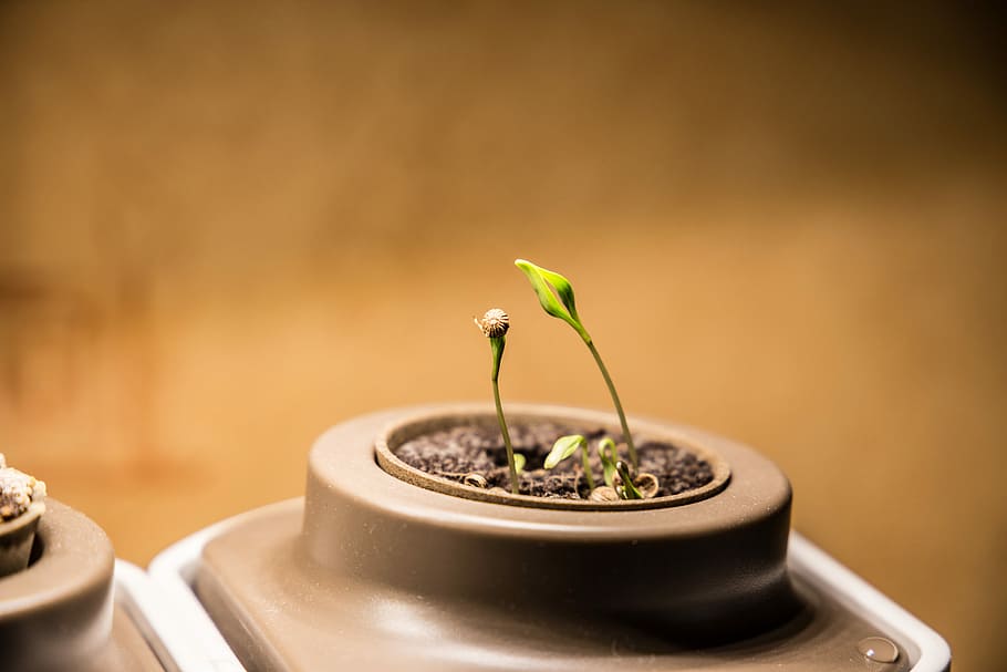 green plant on gray container, seedling, coriander, cilantro HD wallpaper