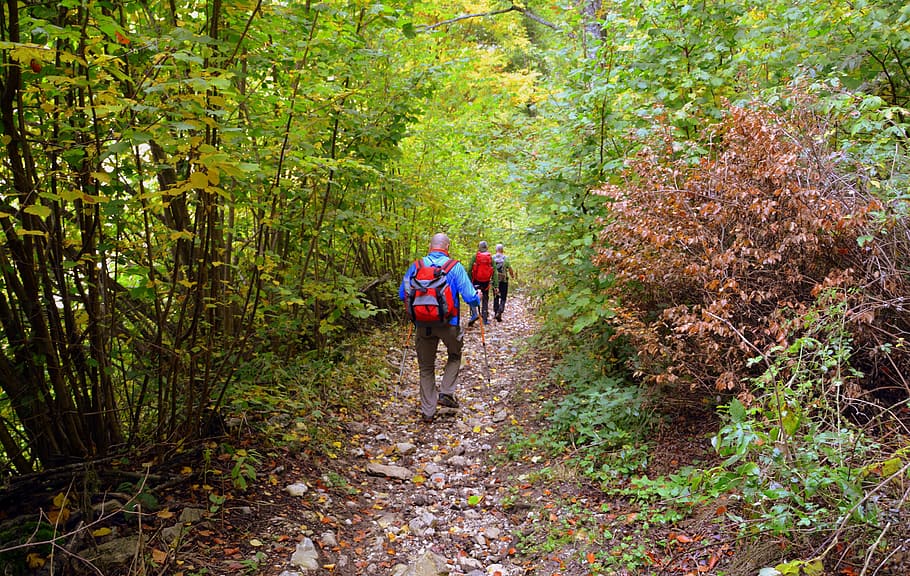 excursion, forest, autumn, trail, walking with sticks, mountain HD wallpaper