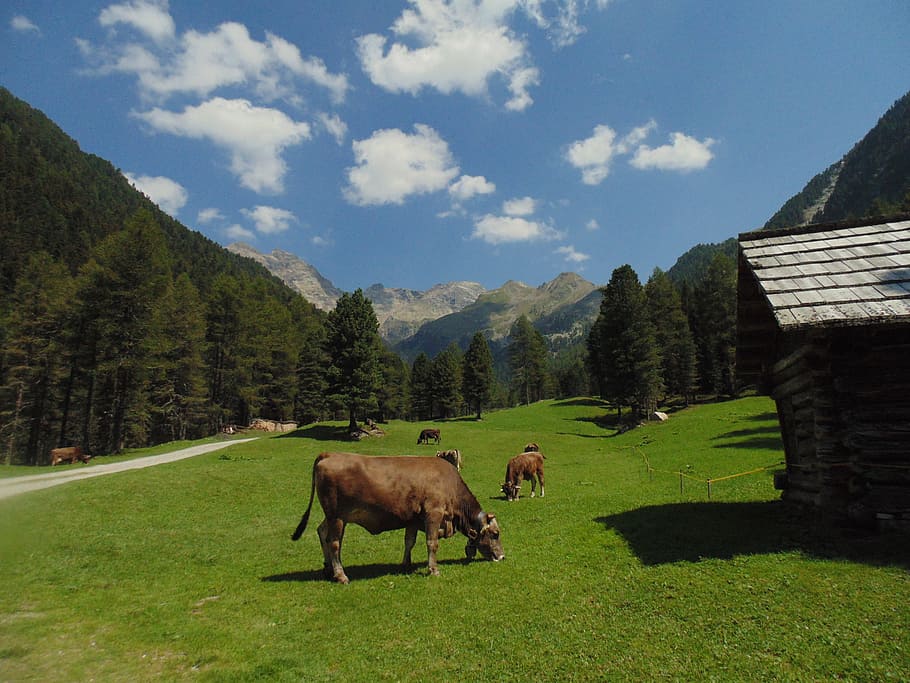 Mountain, Cows, Prato, Pasture, forest, alp, landscape, nature HD wallpaper
