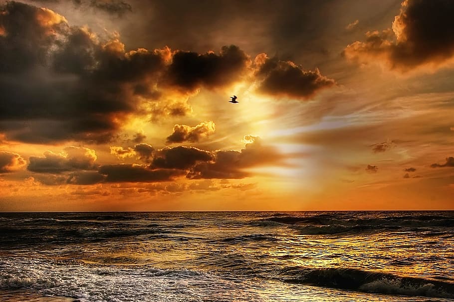 silhouette of birds flying above body of water during golden hour HD wallpaper
