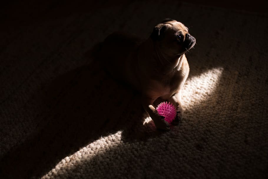 adult fawn pug on brown carpet, dark, room, dog, animal, ball HD wallpaper