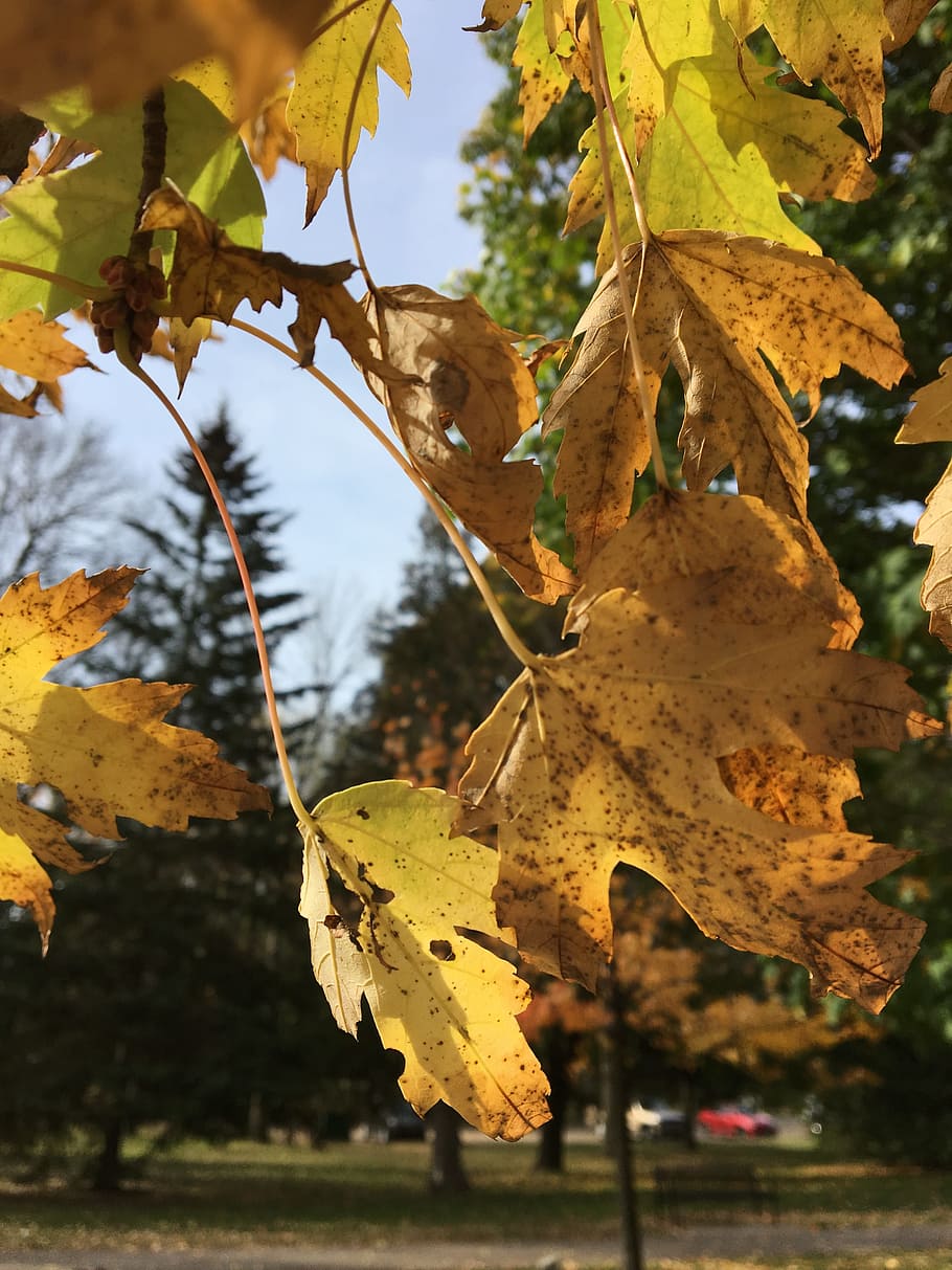 autumn, leaves, fall, leaf, nature, season, yellow, tree, autumn leaves HD wallpaper