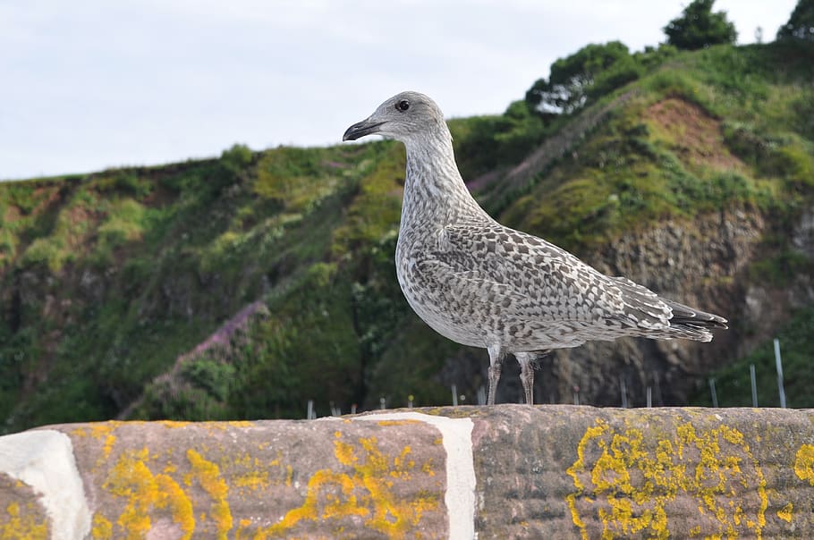 seagull, stonehaven, wall, vertebrate, bird, animal wildlife HD wallpaper