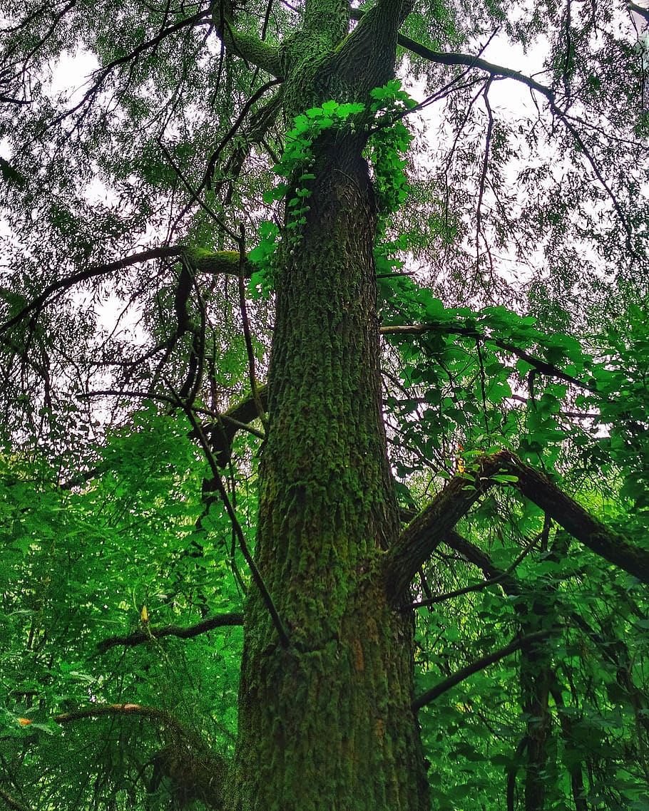 tree, nature, wood, sheet, plant, growth, trunk, tree trunk HD wallpaper