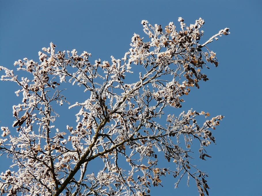 hoarfrost, winter, cold, tree, branch, nature, springtime, flower HD wallpaper