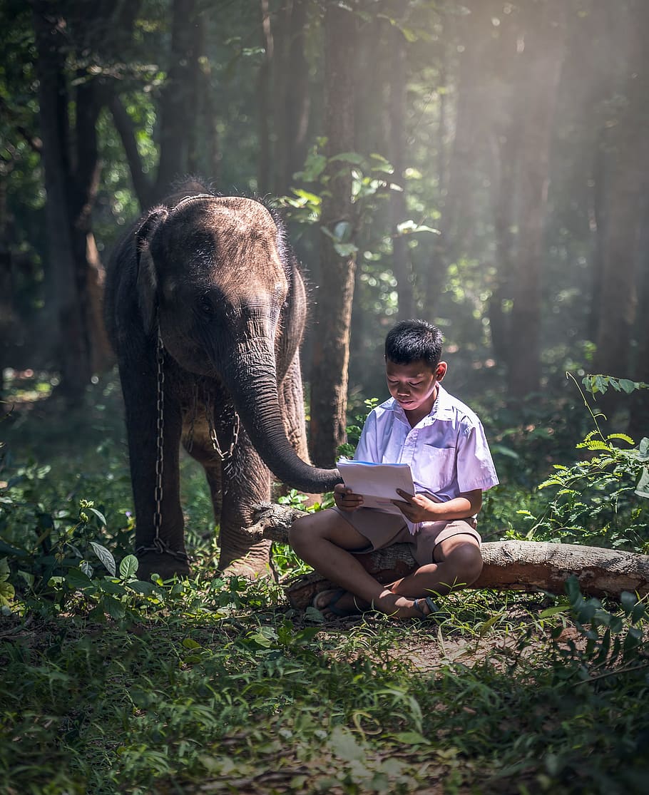 boy in white button-up t-shirt beside brown elephant, back HD wallpaper