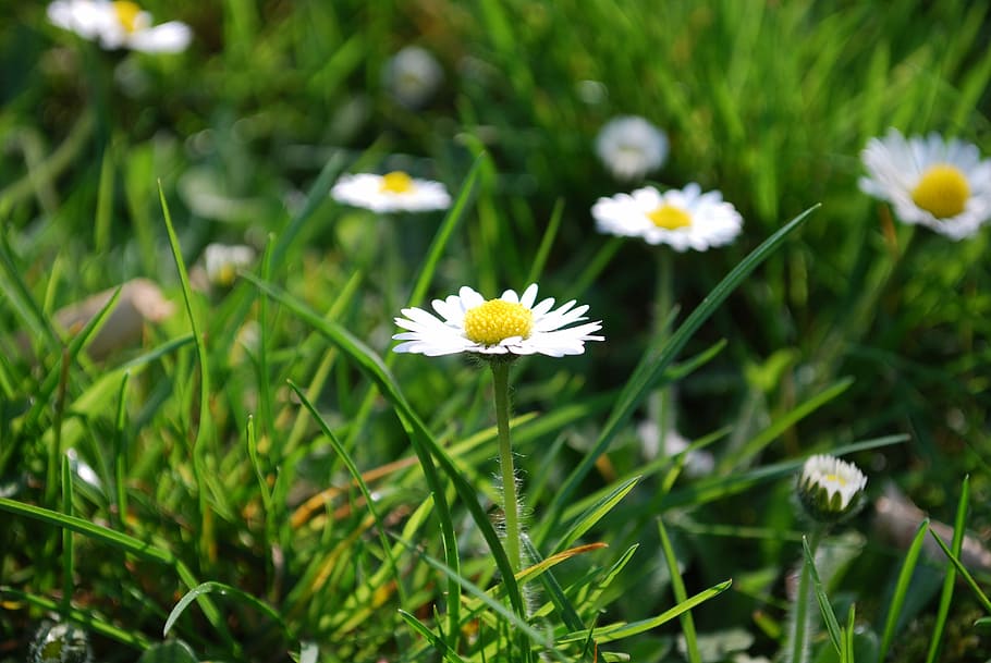 Daisy, Rush, Meadow, Blossom, Bloom, flowers, green, nature HD wallpaper