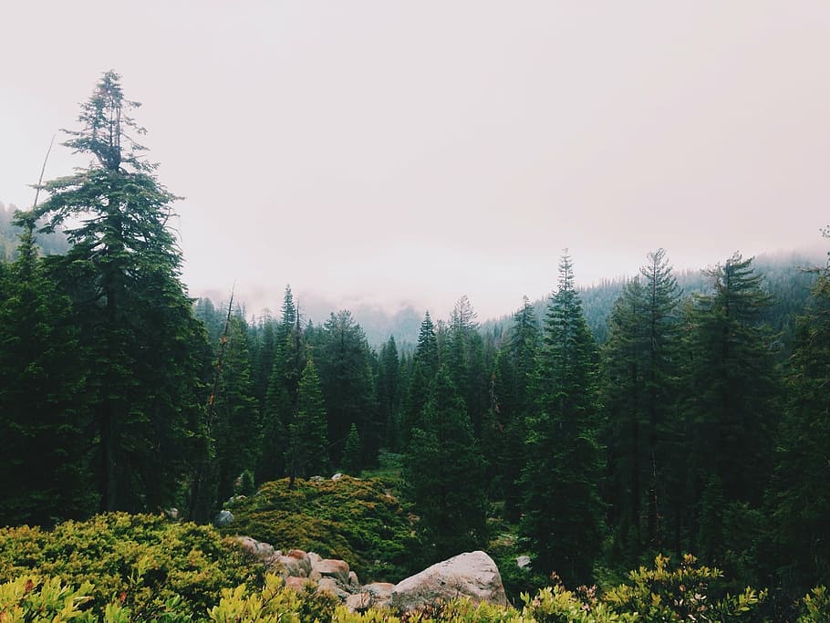 forest, trees, nature, green, landscape, environment, park HD wallpaper