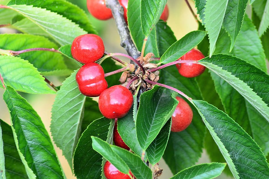 sweet cherries, cherry, fruit, branch, fruits, fruit tree, delicious HD wallpaper