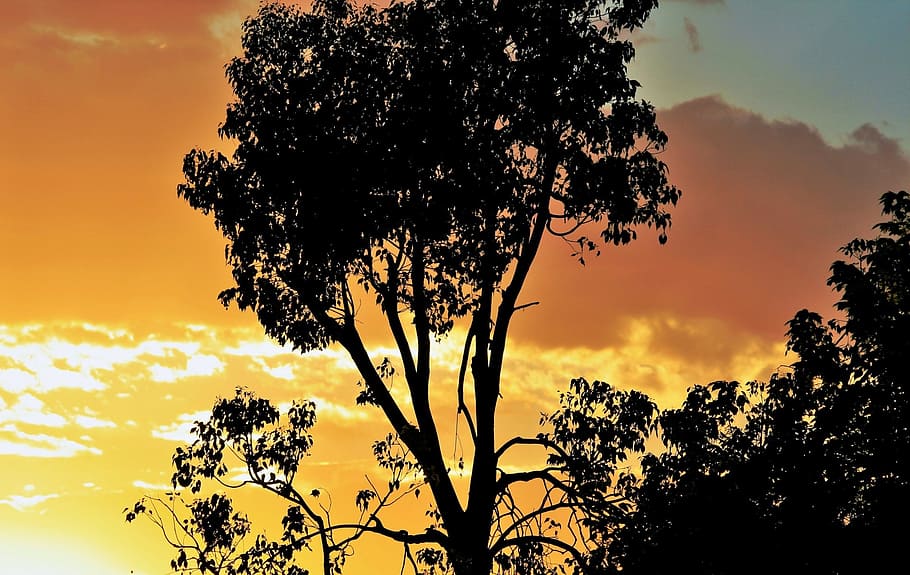 sky, sunset, cloud, gilt, gold, dark, tree, beauty in nature HD wallpaper