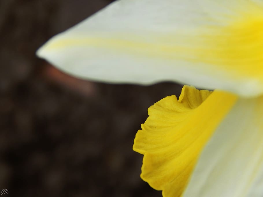 macro, yellow, white, flower, garden, nature, natural, spring HD wallpaper