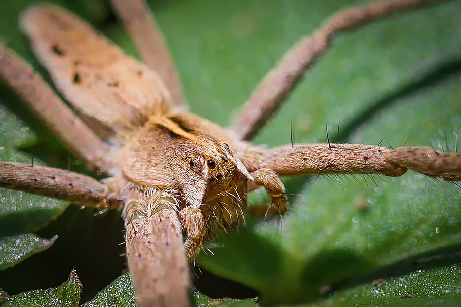 insect, spider, list spider, nature, animal world, macro, evertebrat HD wallpaper
