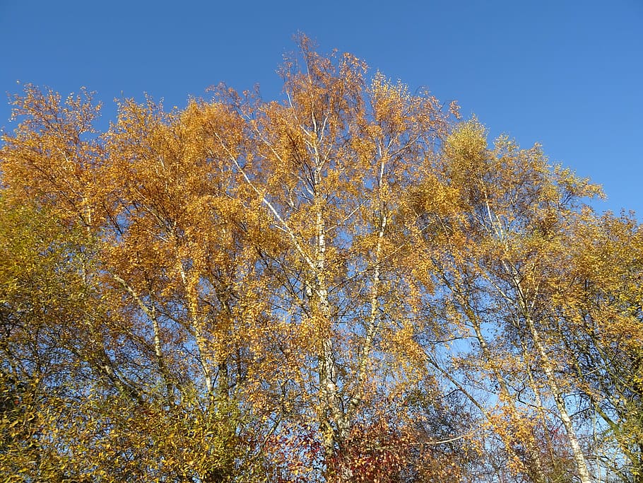 autumn, birch, tree, nature, sky, blue, leaves, fall foliage HD wallpaper