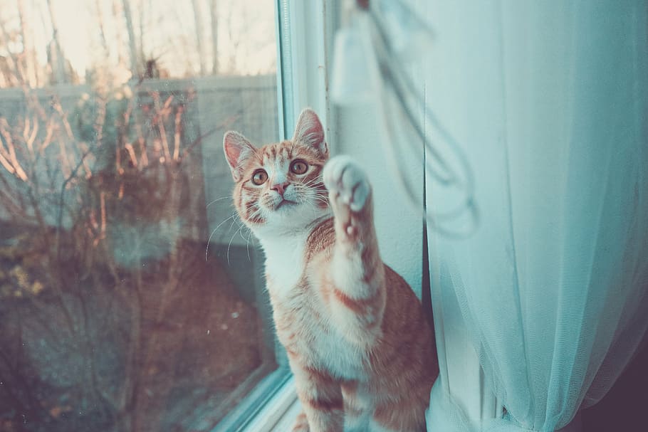 orange tabby cat facing camera and using frown paw, kitten, cute