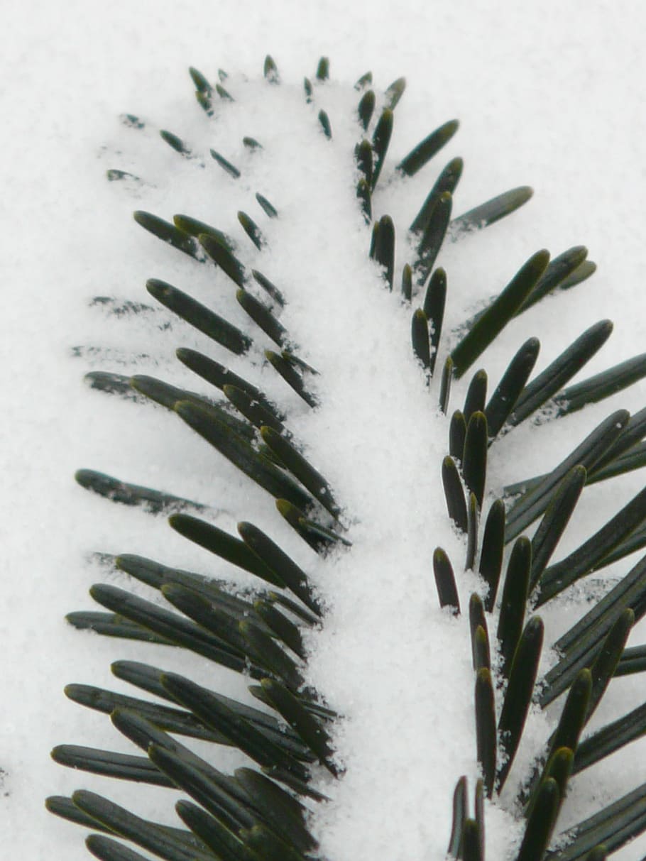 pine needles, close, tannenzweig, branch, fir, silver fir, white fir HD wallpaper