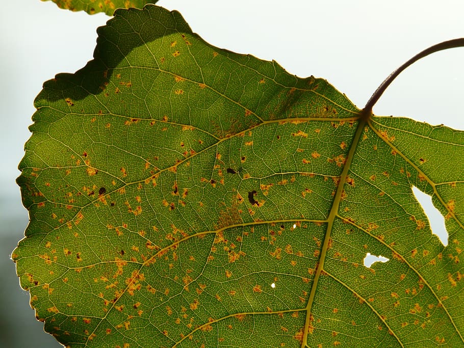 leaf, light, shine through, leaf veins, poplar, poplar leaf HD wallpaper