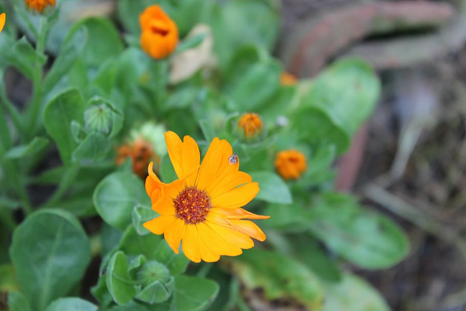 flower, leech, landscape, yellow, orange, focus, air, nature HD wallpaper