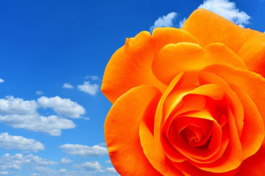 orange rose flower, blossom, bloom, orange roses, close, rose blooms HD wallpaper