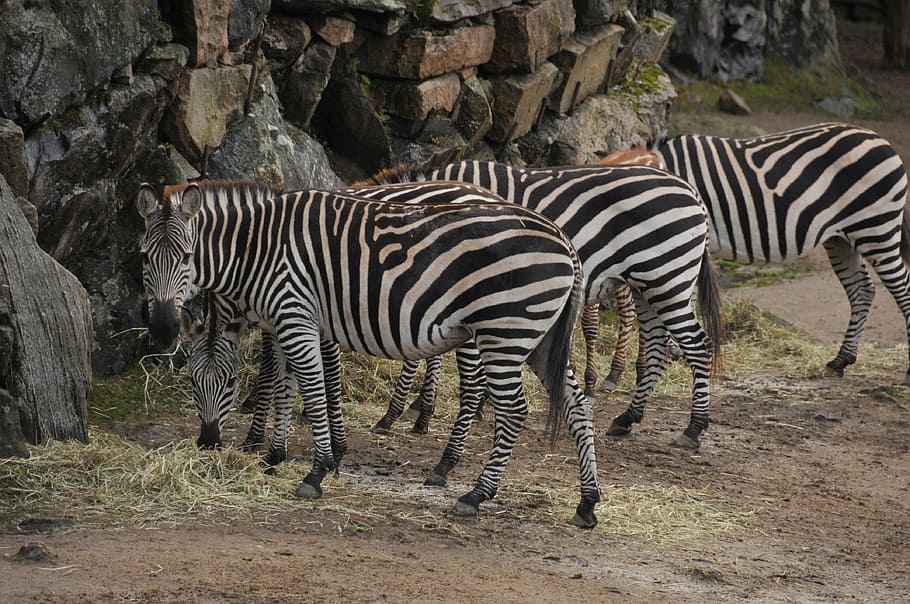 zebra, zoo, stripes, striped, animal wildlife, animal themes HD wallpaper