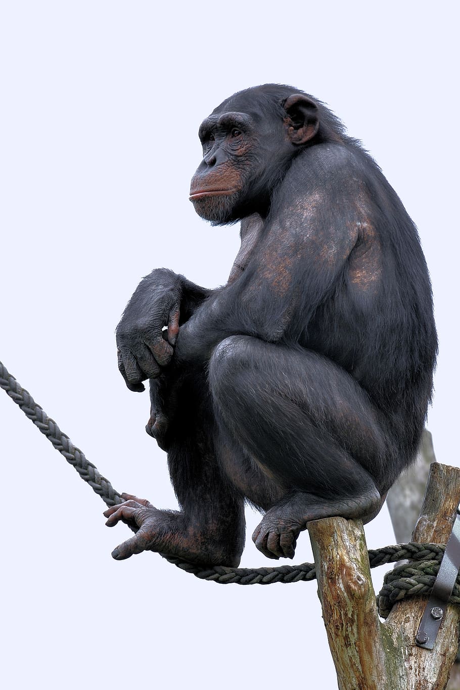 chimpanzee, monkey, primate, zoo, observing, thoughtful, animal wildlife HD wallpaper