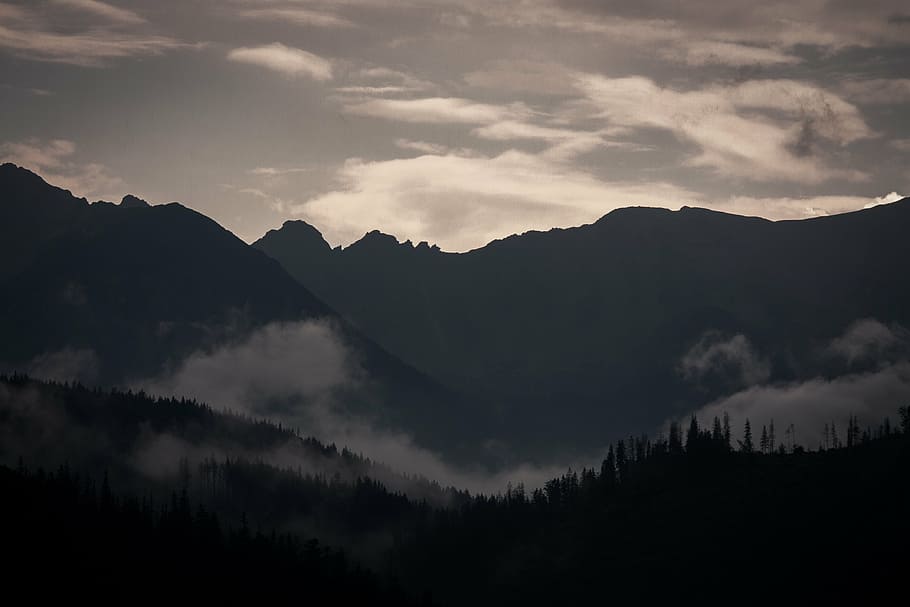silhouette of forest under dark sky, landscape, photography HD wallpaper