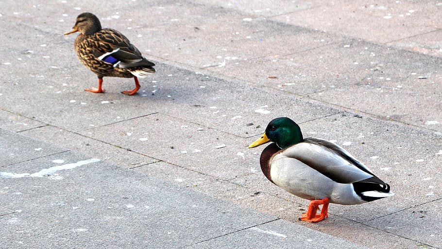bird, nature, duck, feather, animal themes, vertebrate, animals in the wild HD wallpaper