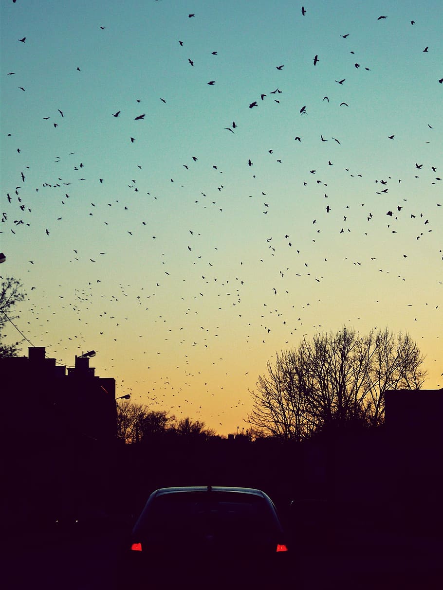 silhouette of car under gray sky during daytime, bird, fly HD wallpaper