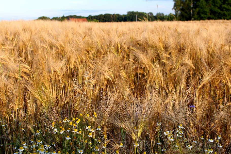 rye, cereals, nature, grain, ear, field, plant, golden yellow HD wallpaper