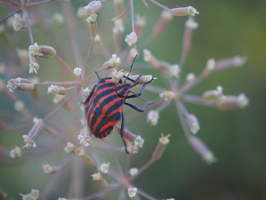 beetle, insect, red beetle, nature, animal wildlife, invertebrate HD wallpaper