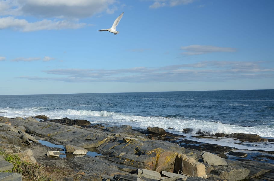 Ocean, Surf, Beach, Bird, Flight, Water, waves, wave motion HD wallpaper