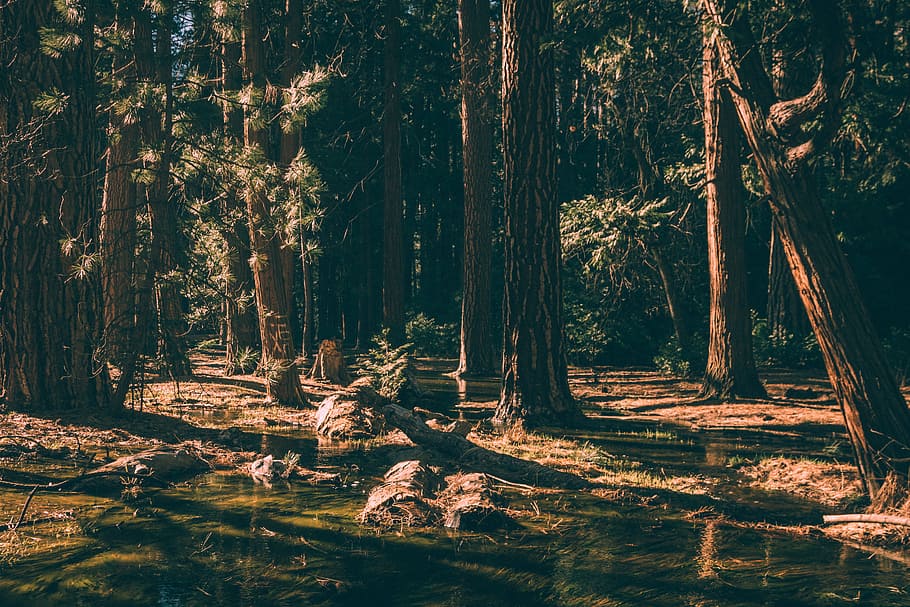 body of water in the middle of forest during daytime, forest and pond during daytime HD wallpaper