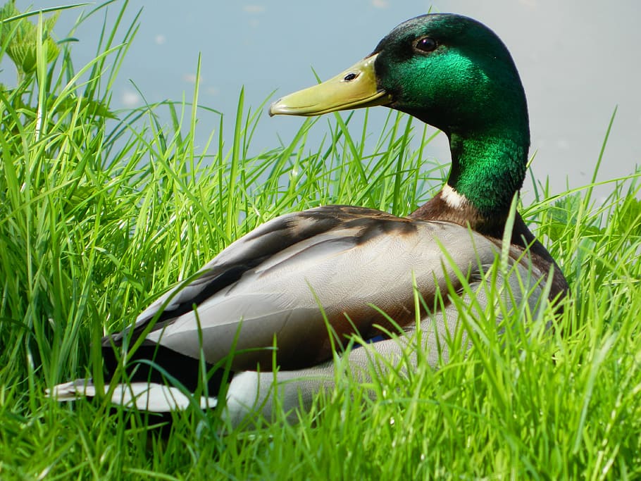 duck, grass, animal, animal themes, bird, animal wildlife, animals in the wild HD wallpaper