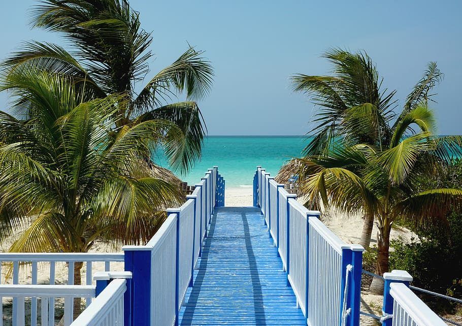 blue and white wooden dock and coconut trees during daytime HD wallpaper