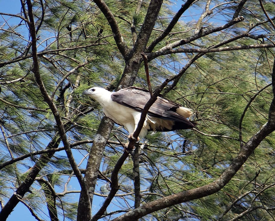 white-bellied, sea, eagle, bird, bird of prey, casuarina tree HD wallpaper