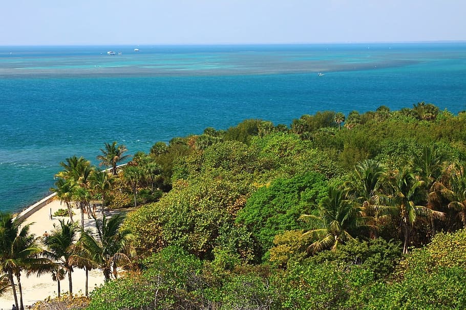 Ocean, Beach, Beach, Sand, Lighthouse, View, tree, palm, landscape HD wallpaper
