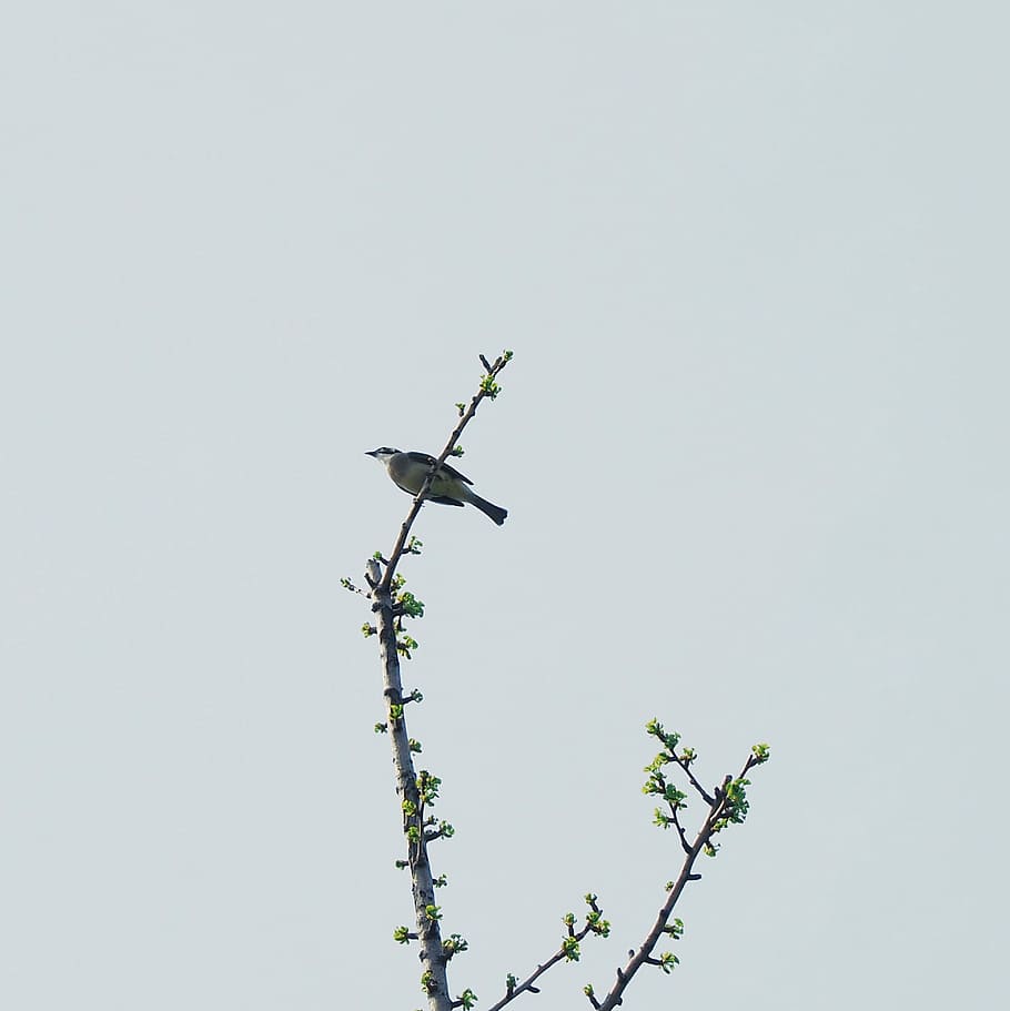 worm's-eye view of bird on tree branch, bird perched on tree branch HD wallpaper