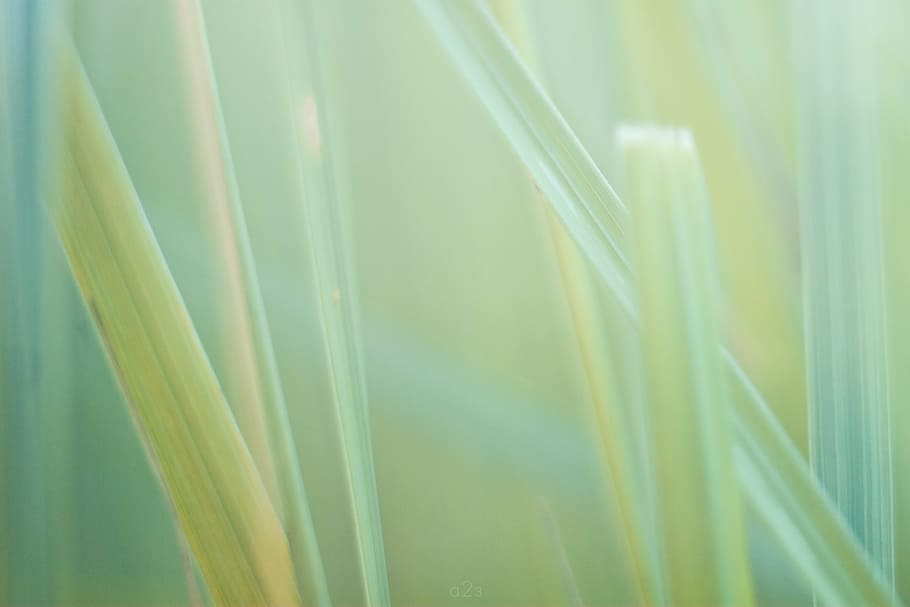 green glass photography, nature, grass, macro, background, desktop, HD wallpaper