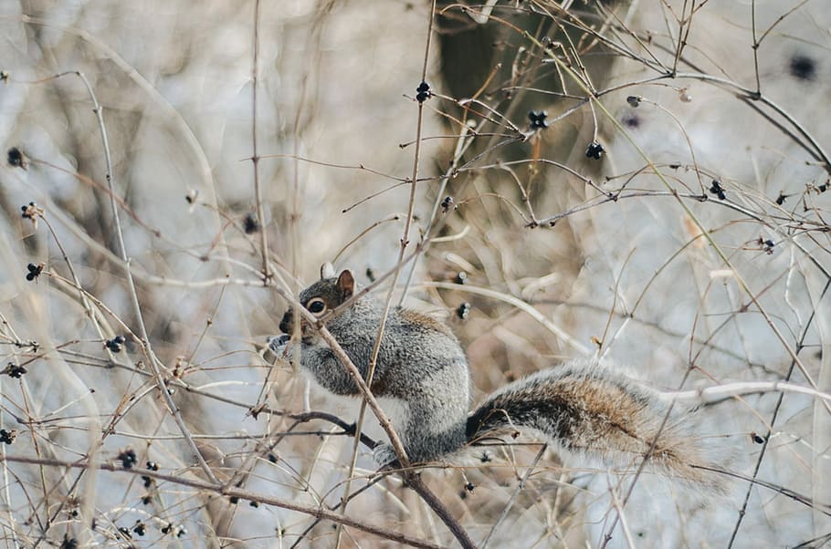 shallow focus photography of squirrel, squirrel standing on branches near tree HD wallpaper